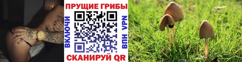 Псилоцибиновые грибы Cubensis  Хотьково 
